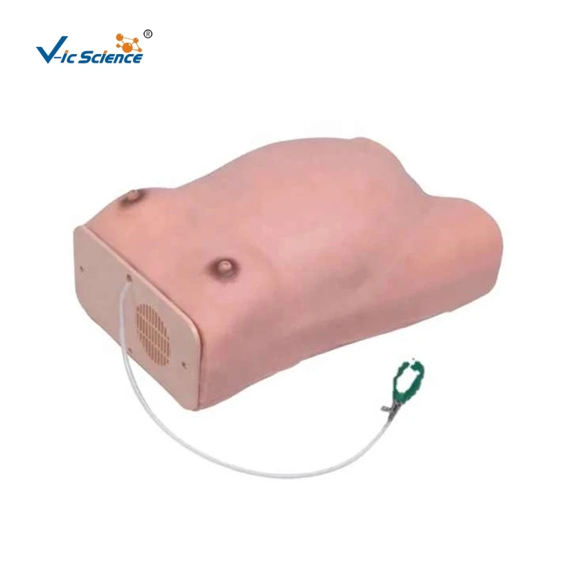 Advanced PVC Anatomical Maternity Examination Model for Obstetrics and Gynaecology Medical Science Training in Schools