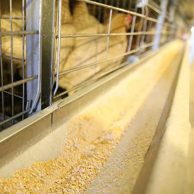 Chicken Poultry Farm Equipment Poultry Equipment For Broiler Farms Poultry Equipment Chicken Farming