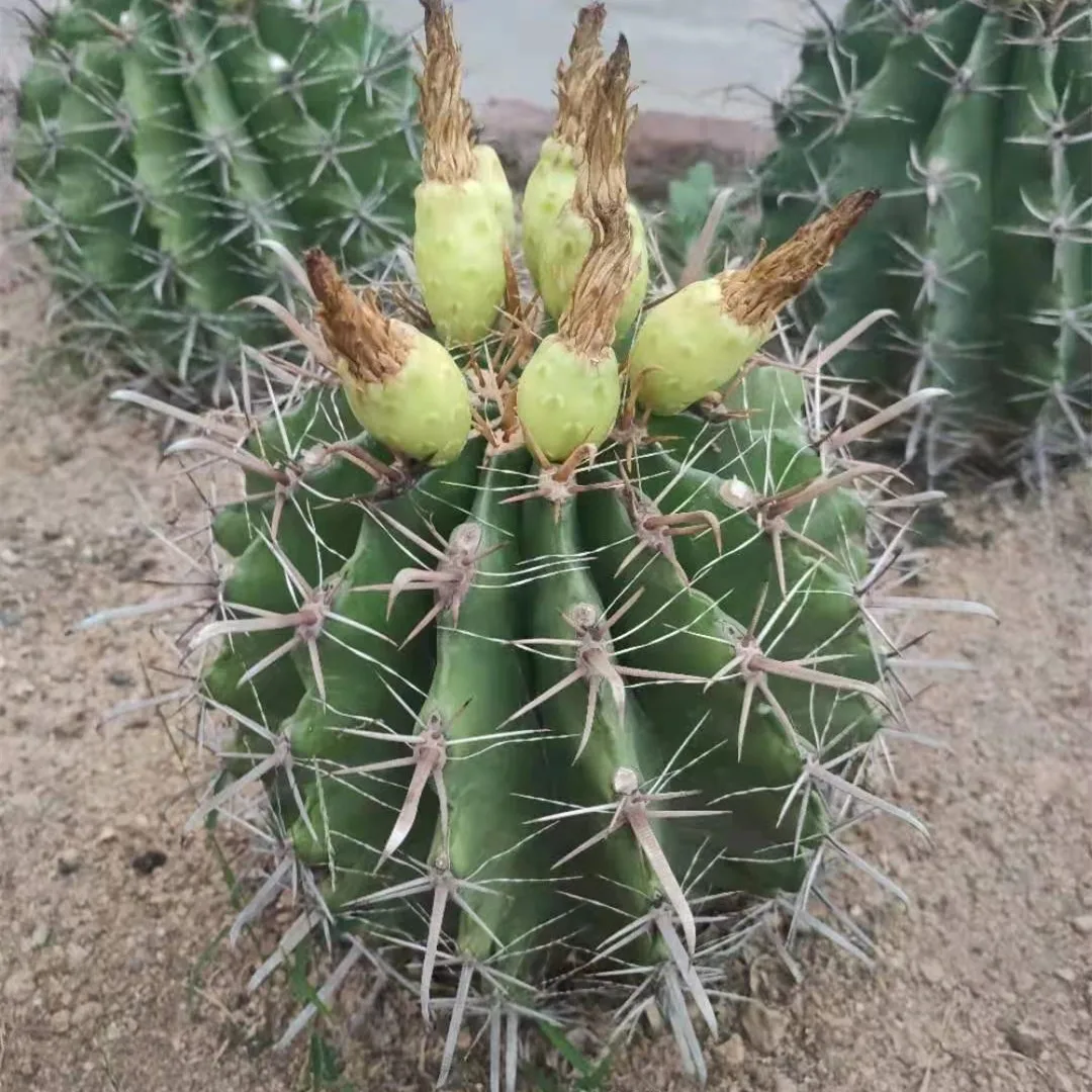 
Real big big Cactus for wholesale bonsai Succulent Plants indoor plant cactus 