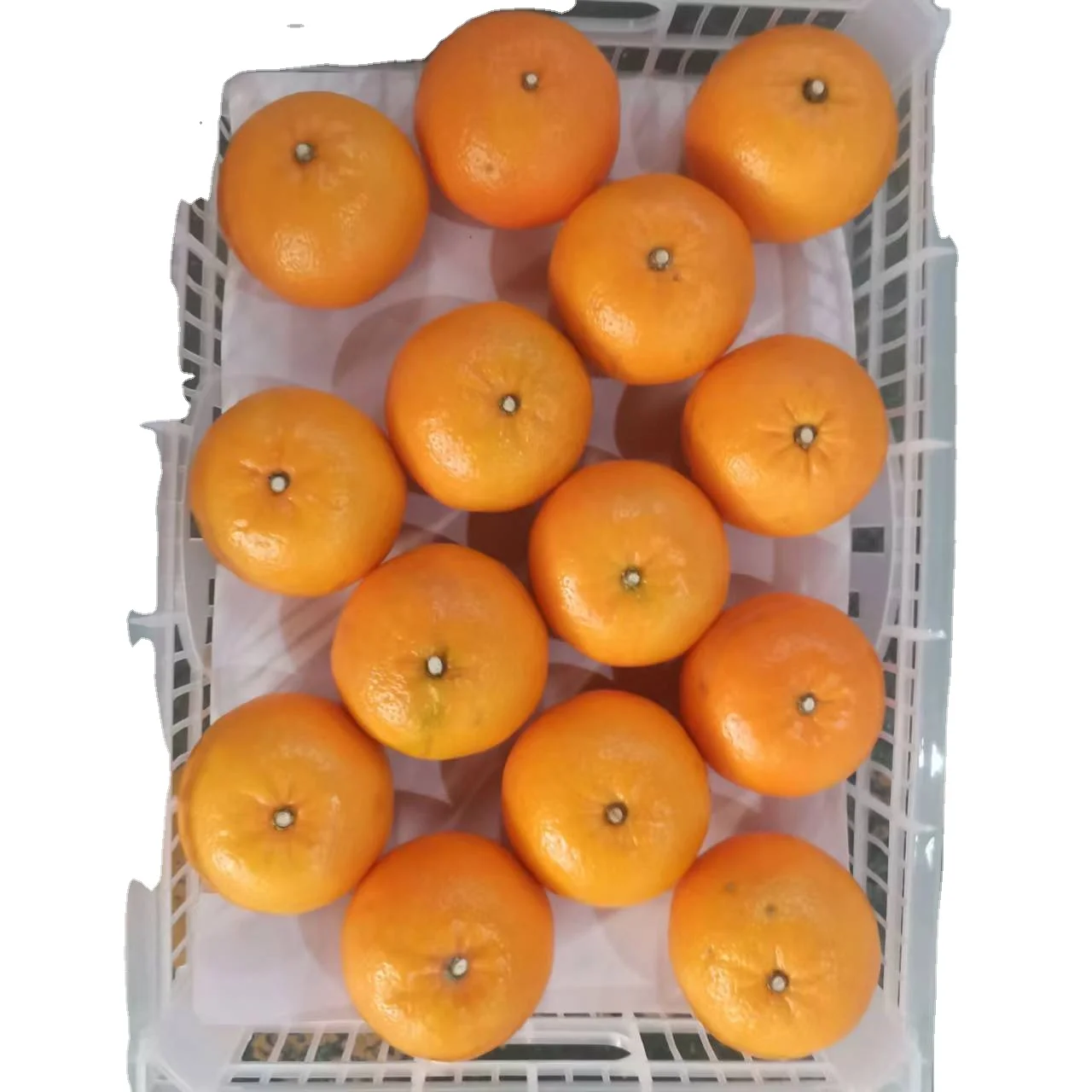 2022 New Season Chinese Sweet Fresh Wo Mandarin for exporting