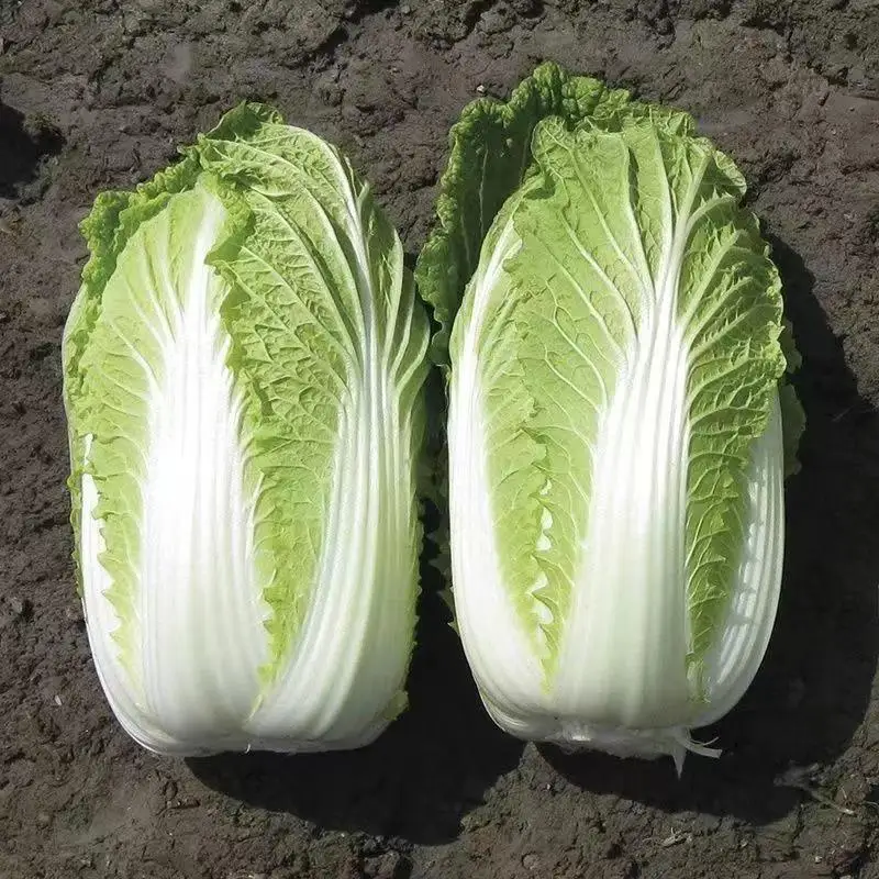 Fresh Cabbages China Supplier Vegetables Agriculture High Quality Green