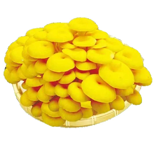 Edible mushroom yellow mushroom, dry mushroom forest growth of high-quality, delicious fungi