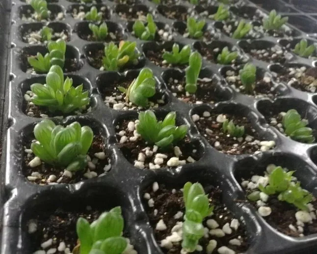 Vegetable Rice Plant growing germination Plastic 105 cells Hard seed starter nursery tray for farm