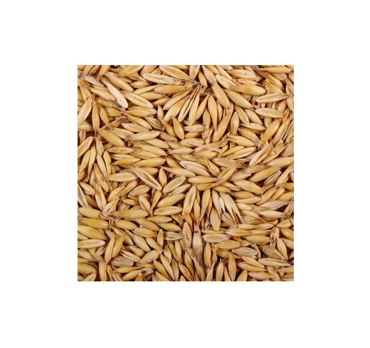 
Quality Hot Seller Ukraine bulk yellow whole organic oats for sale 