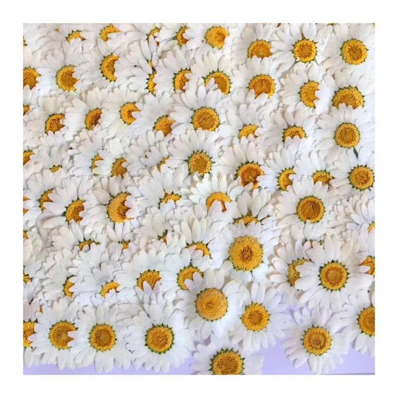 
Wholesale Cheap DIY High Quality Natural Dried Pressed Flowers Daisy for Decoration 