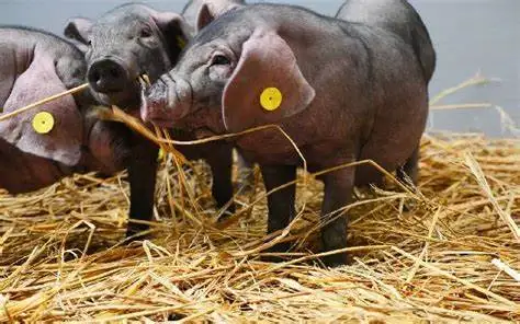 Factory RFID gps piglets cattle ear tags  customize ear tag