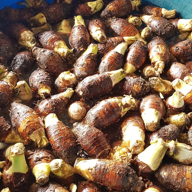 Frozen slices Taro Low Price/ Frozen Vegetables taro /Frozen Taro Article For Cooking