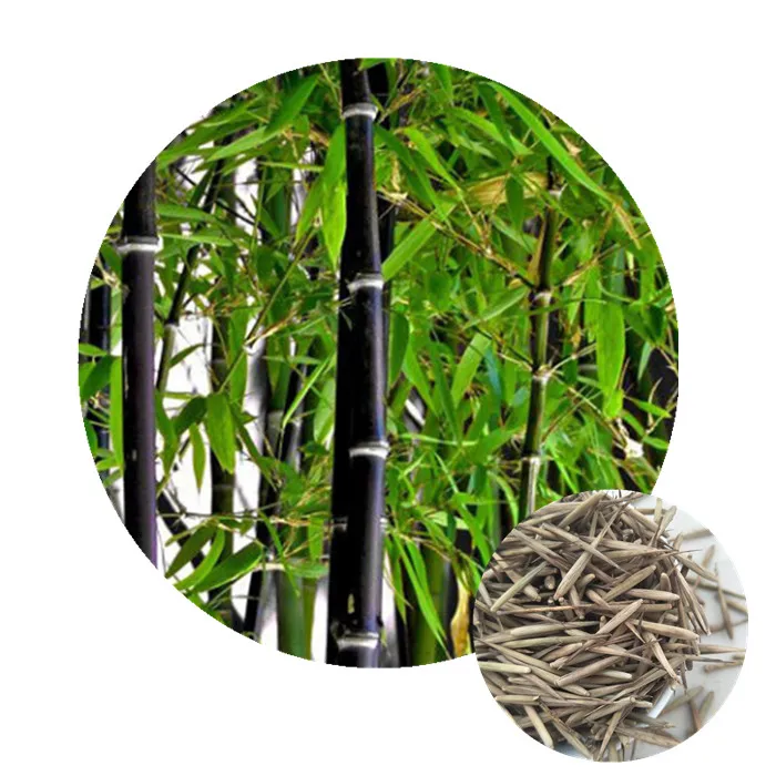 Zi zhu Bulk phyllostachys nigra seeds giant black moso bamboo seeds