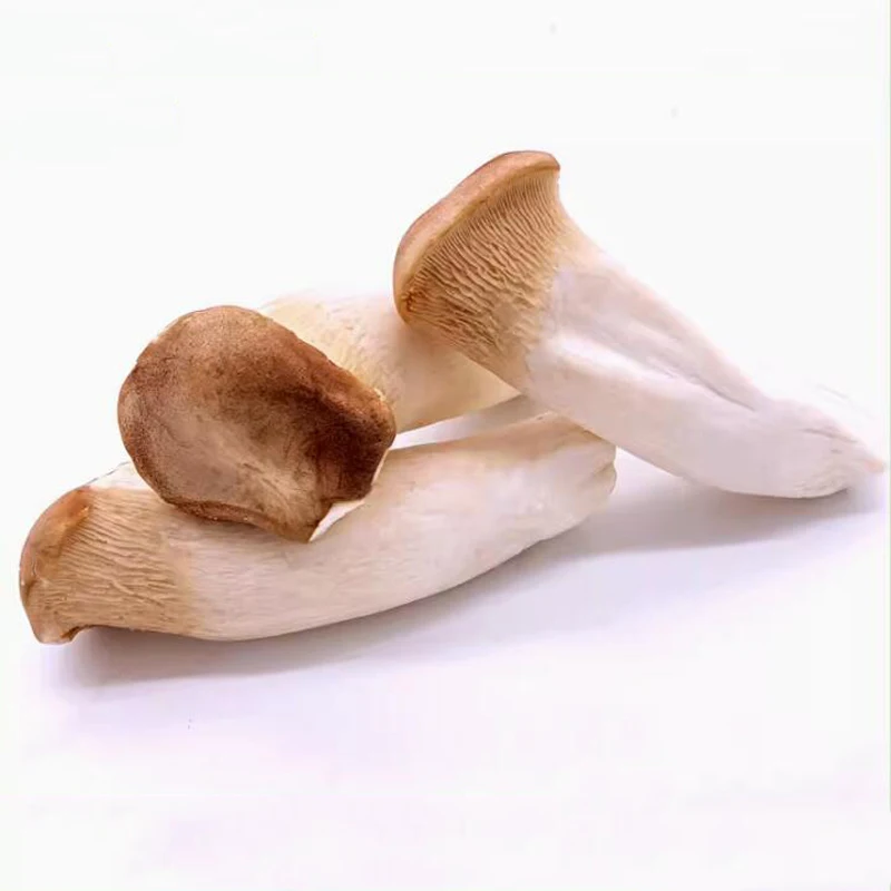 Food grade ISO and HACCP bulk mushroom of king oyster mushroom