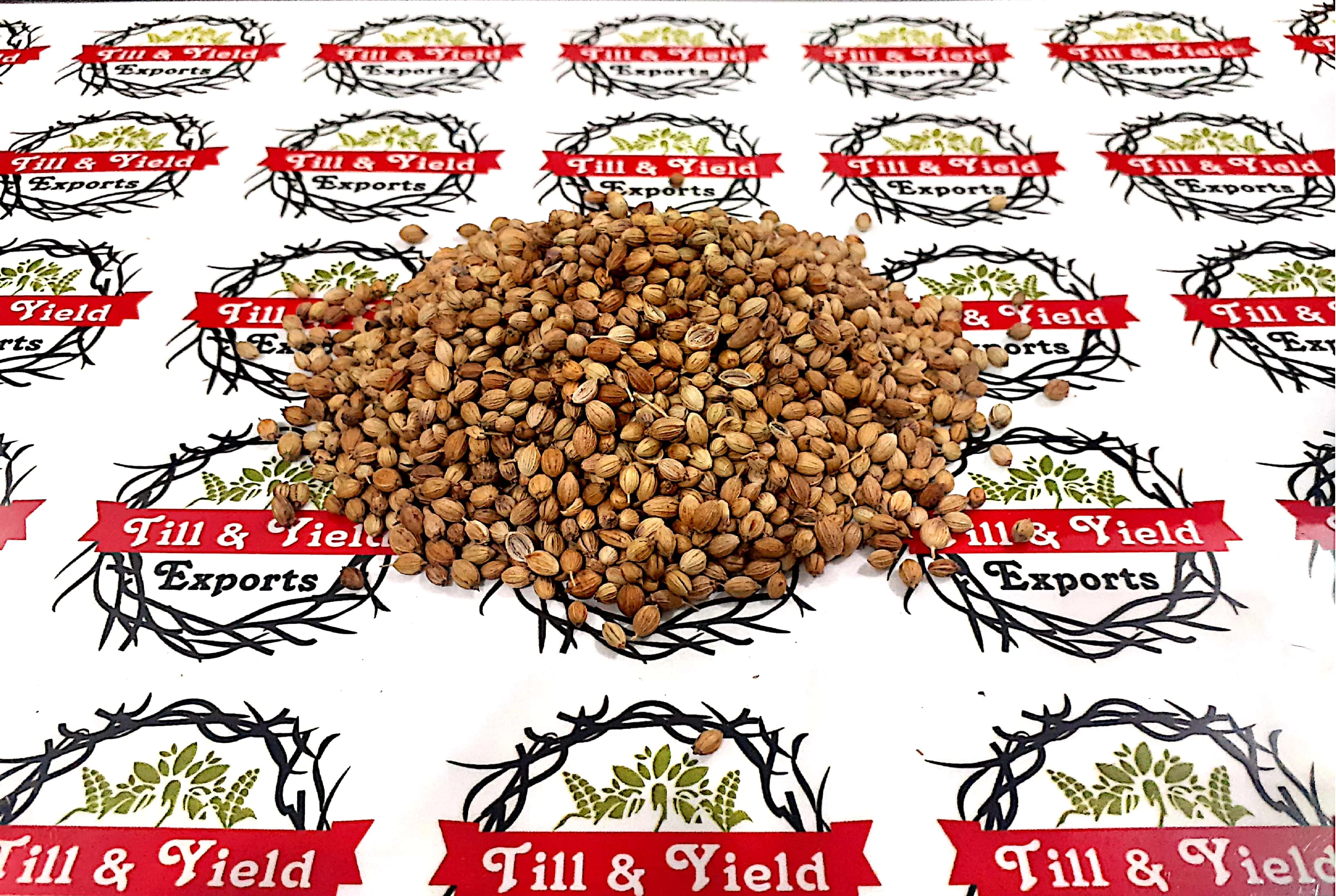 Coriander Split  Dhaniya  Coriandrum Sativum Rich In Immune Boosting Antioxidants Also Good For Heart Health