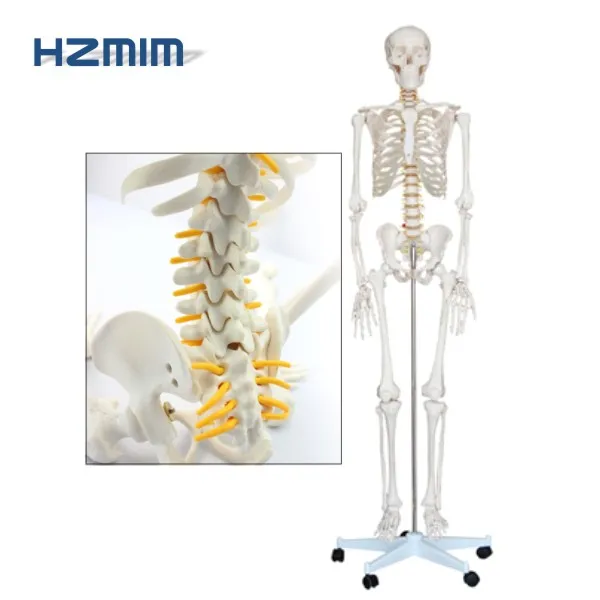 Human Anatomical Model 85cm Human Skeleton Model