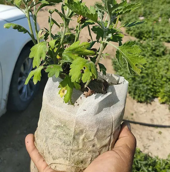 pp white jute seedling bag manufacturing non-woven biodegradable nursery bags plant for greenhouse