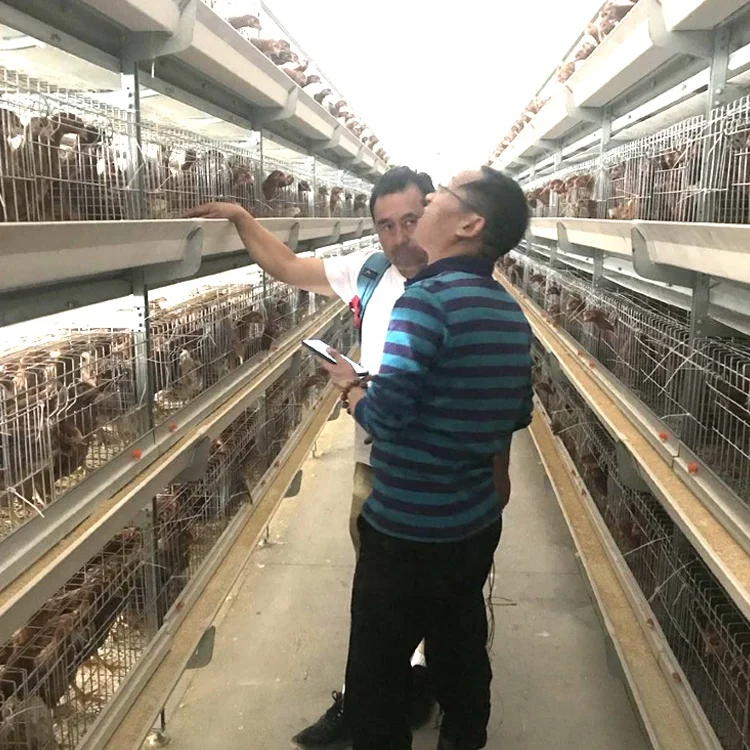 Automatic Egg Chicken H Type Battery Chicken Layer Poultry Cage