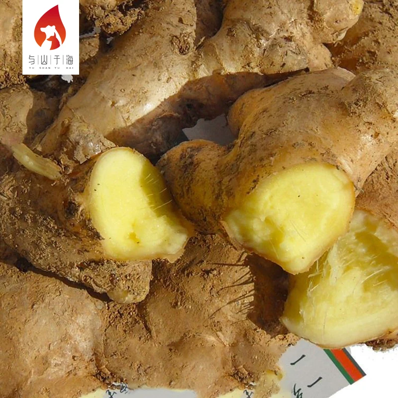 Natural Mountainous Areas Planting Yellow Ginger Chinese Bulk Fresh Ginger