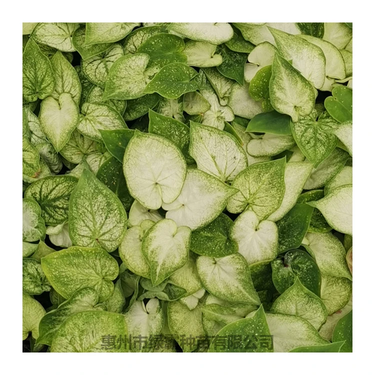 
New arrival Indoor space natural plant young Calathea plant seedling 