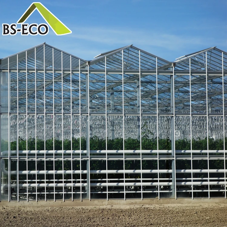 Multi-span Glass Greenhouse Nft vertical Hydroponics for Strawberry Planting