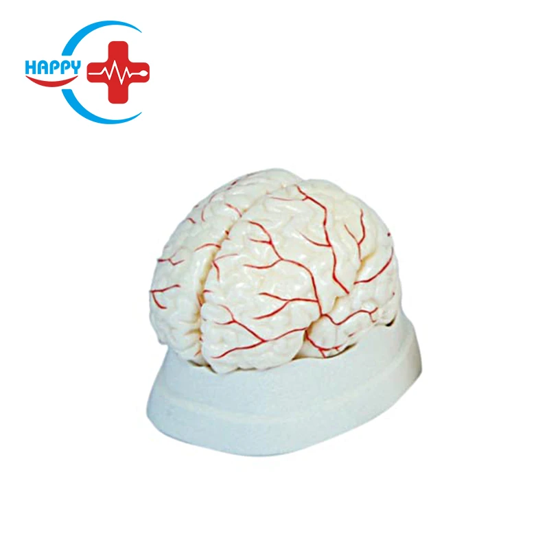 HC-S246 Human brain model anatomy Cerebral artery model head with cerebral artery model