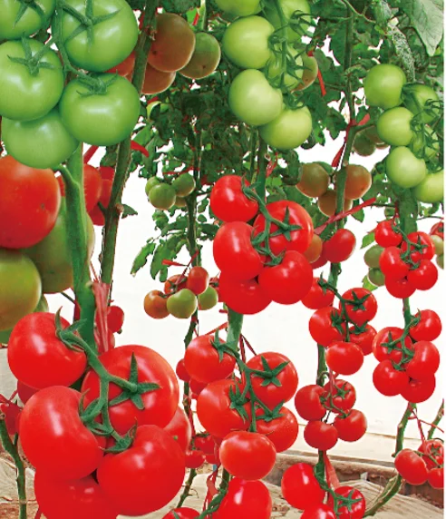 H58 недетерминированные гибридные семена томатов