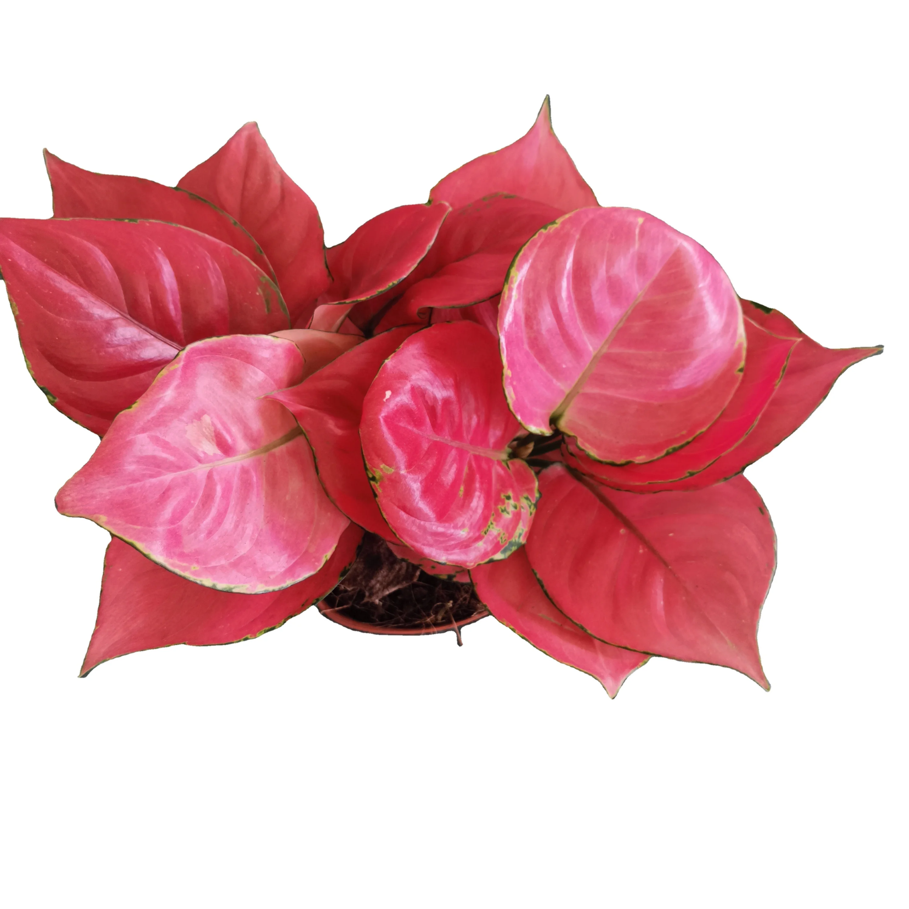 Aglaonema Ruby plug seedlings South Korea other agricultural products Wholesale factory artificial plant