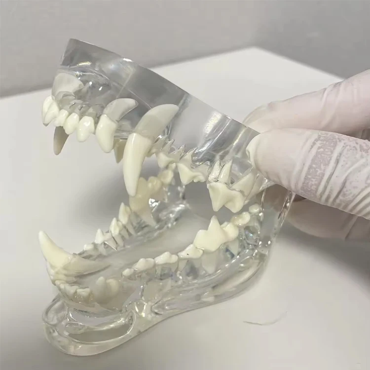Animals Oral Tooth Jaw For Veterinary Office Educational Tool Transparent Canine Dog Cat Teeth Anatomical Model