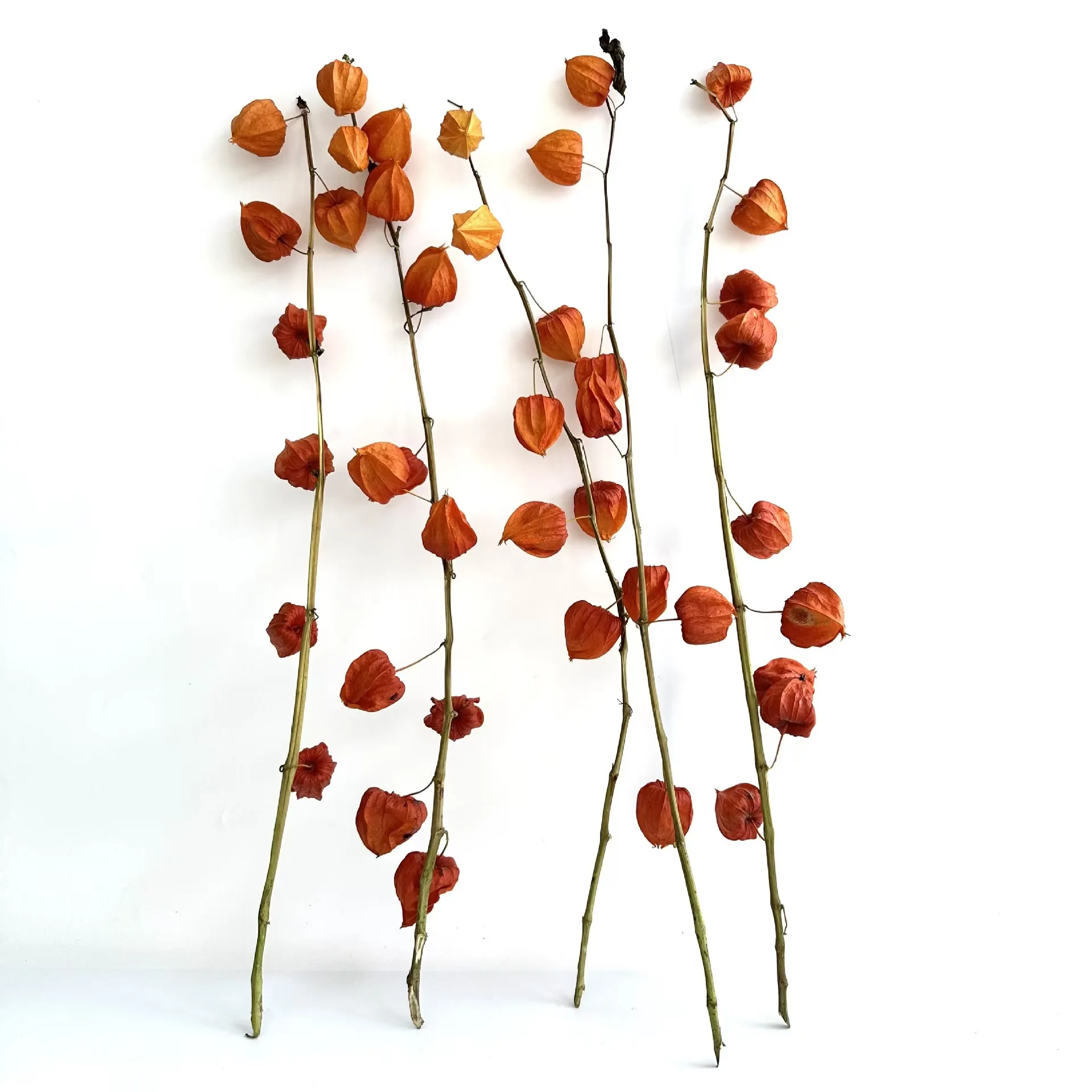 Ins most popular pastoral dried natural flower physalis fruit for home decor