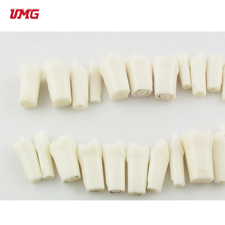32 шт. 1: 1 один Taproot постоянные зубы зерна планшетов зубьями моделирования модель зубной полости