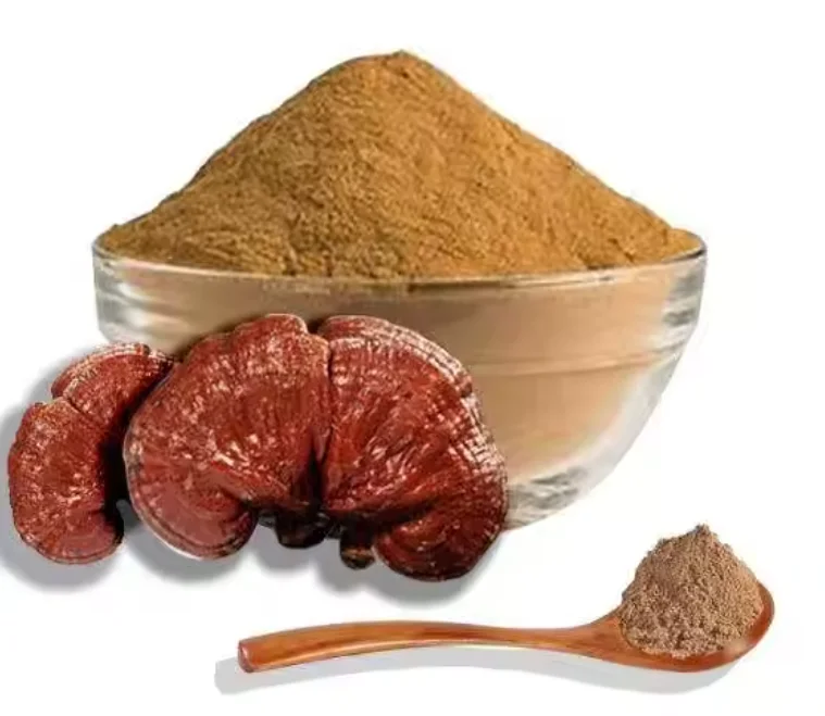 sample free Reishi  Mushroom Extract powder  wholesales price