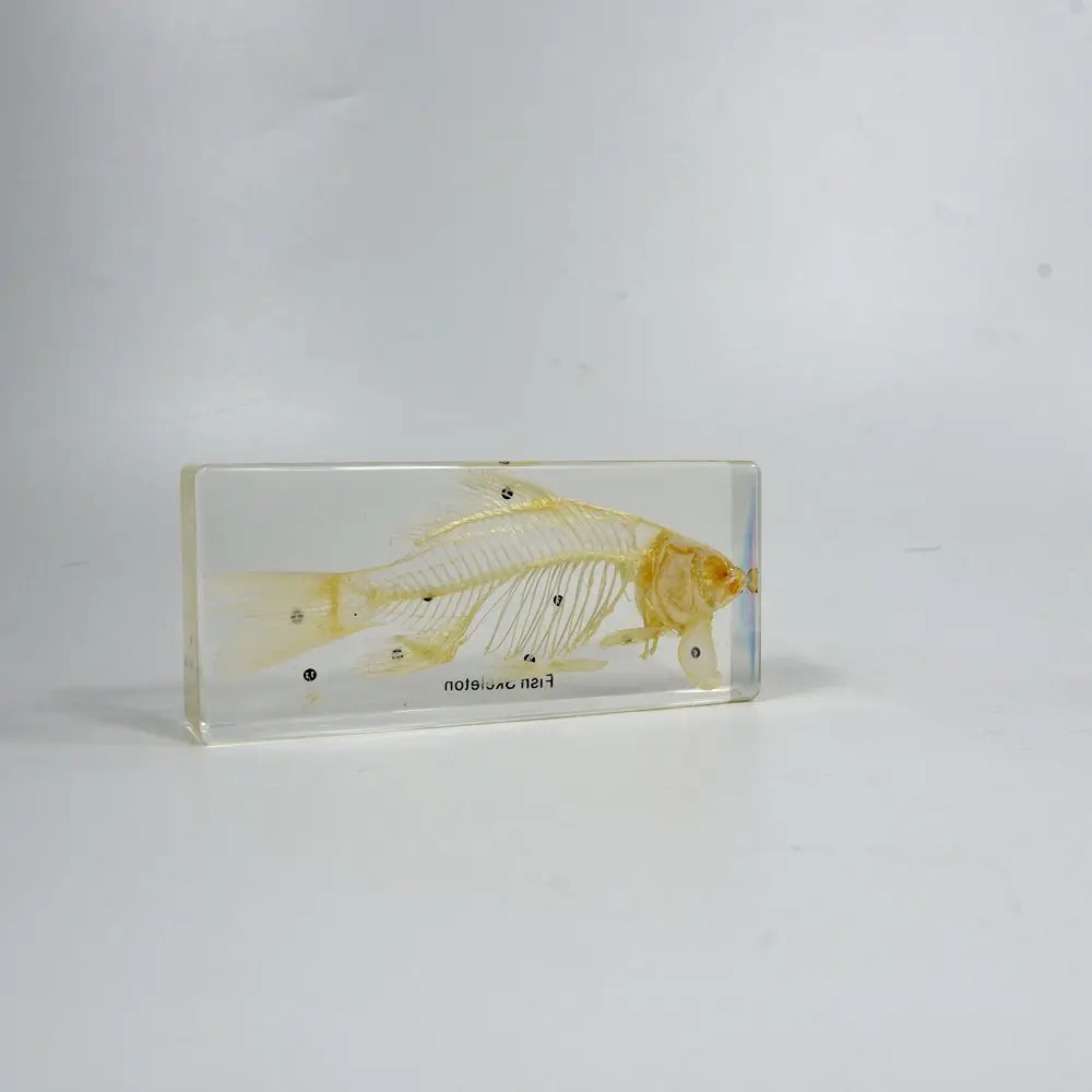 Real Animal Skeleton Education Model Fish Skeleton Resin Specimen Paperweight Teaching Resource for School Supplies