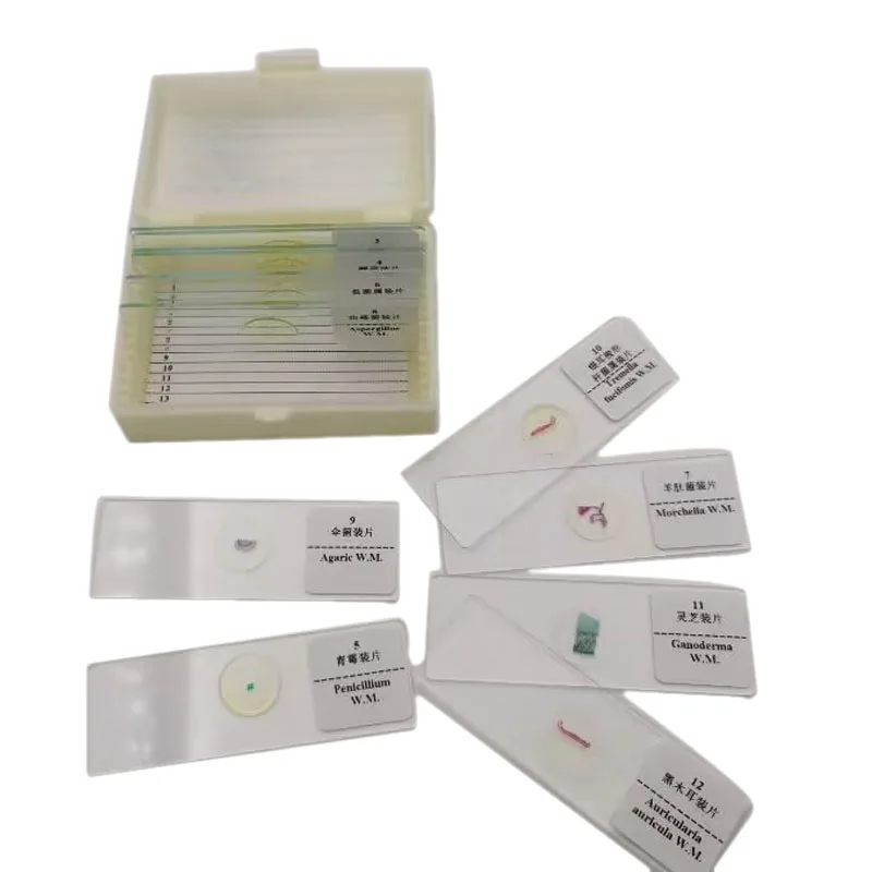 School Supplies 12PCS Set Fungi Prepared Slides Teaching Microbiology Prepared Slides