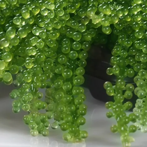 
Fresh Seagrapes/ Salted Seagrapes/ Seagrape Powder Whatsapp +84 845 639639 