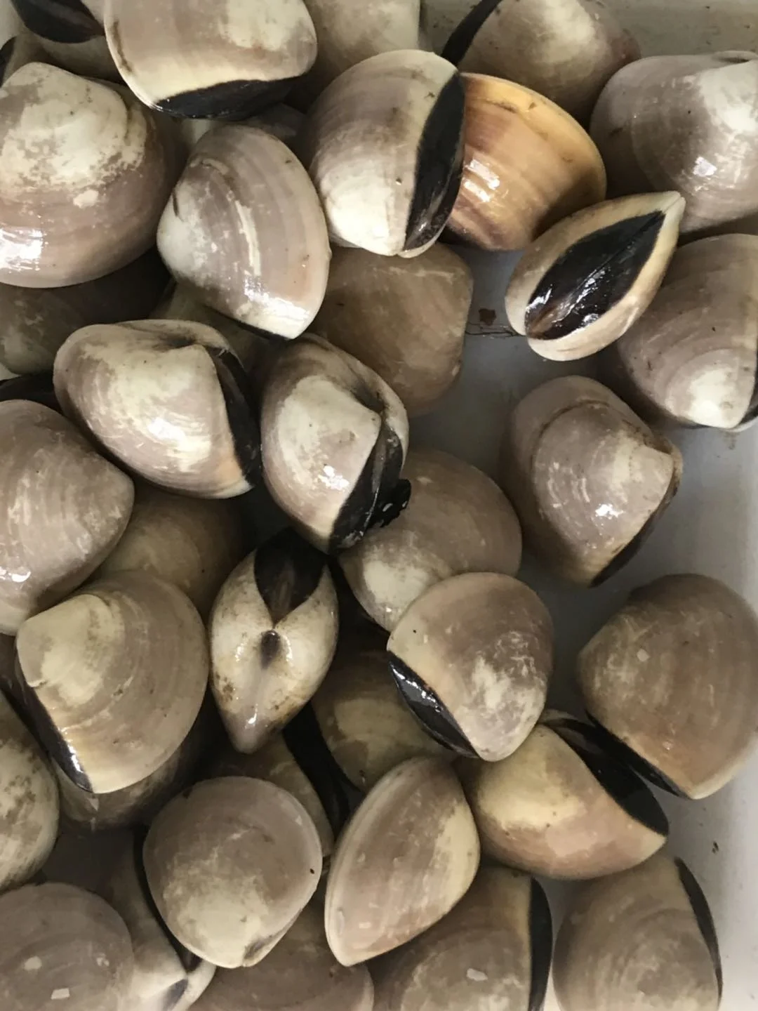 Indonesia Frozen White Clam/ Meat