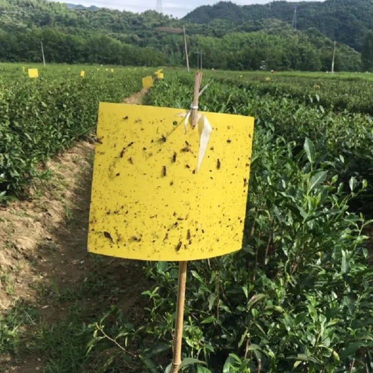 25*40CM Disposable Flying Insects Glue Traps PP Blue Yellow Sticky Card Board Pests Killer Trap double sided glues