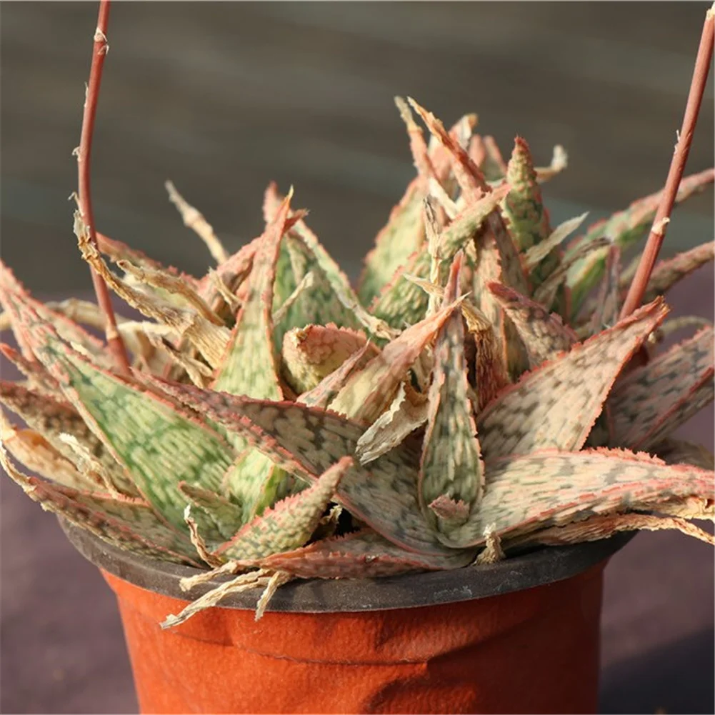 Farm direct Aloe ornamental succulent live plants set natural for home decoration