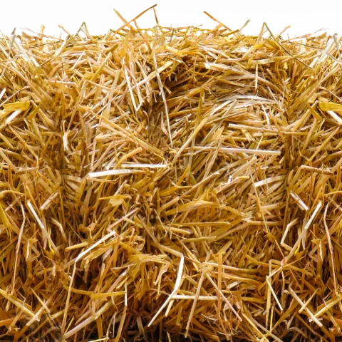 High-Grade Raw Barley Feed Bulk Freshness for Nutrient-Rich Wholesome Meals, Packed to Perfection