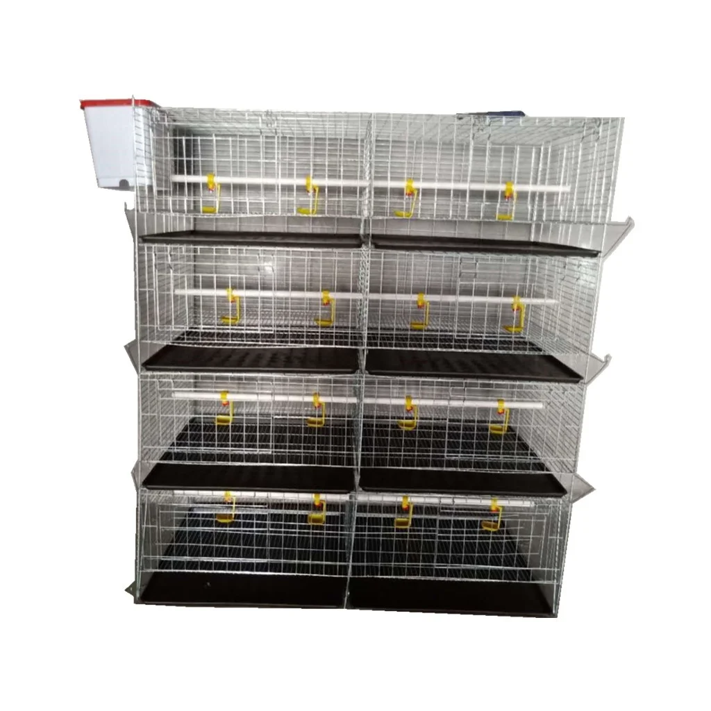 Chicken farm broiler baby chicks cage day old chick pullet Cage