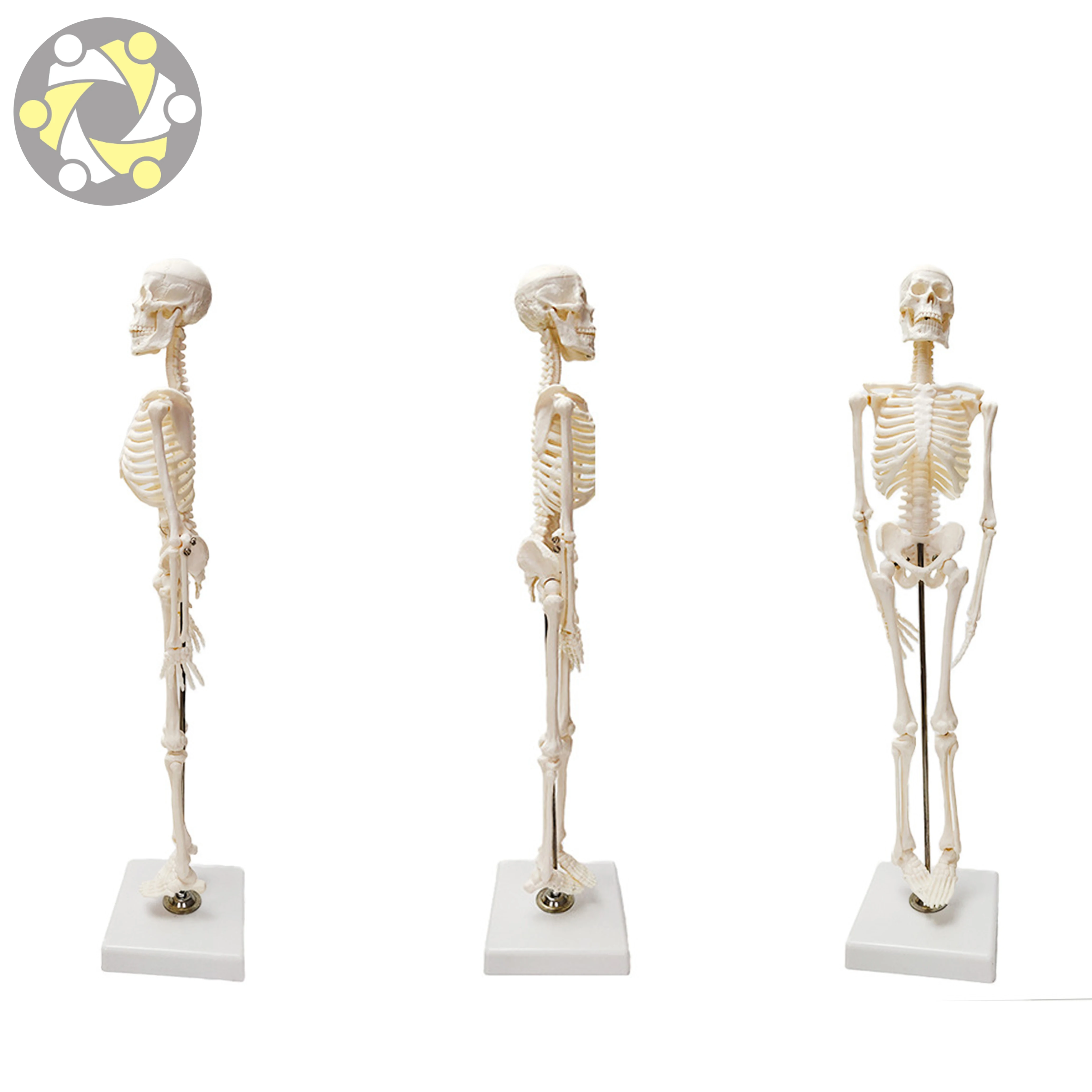 Medical Science Human PVC 45cm Skeleton Anatomical Models Teaching Resources