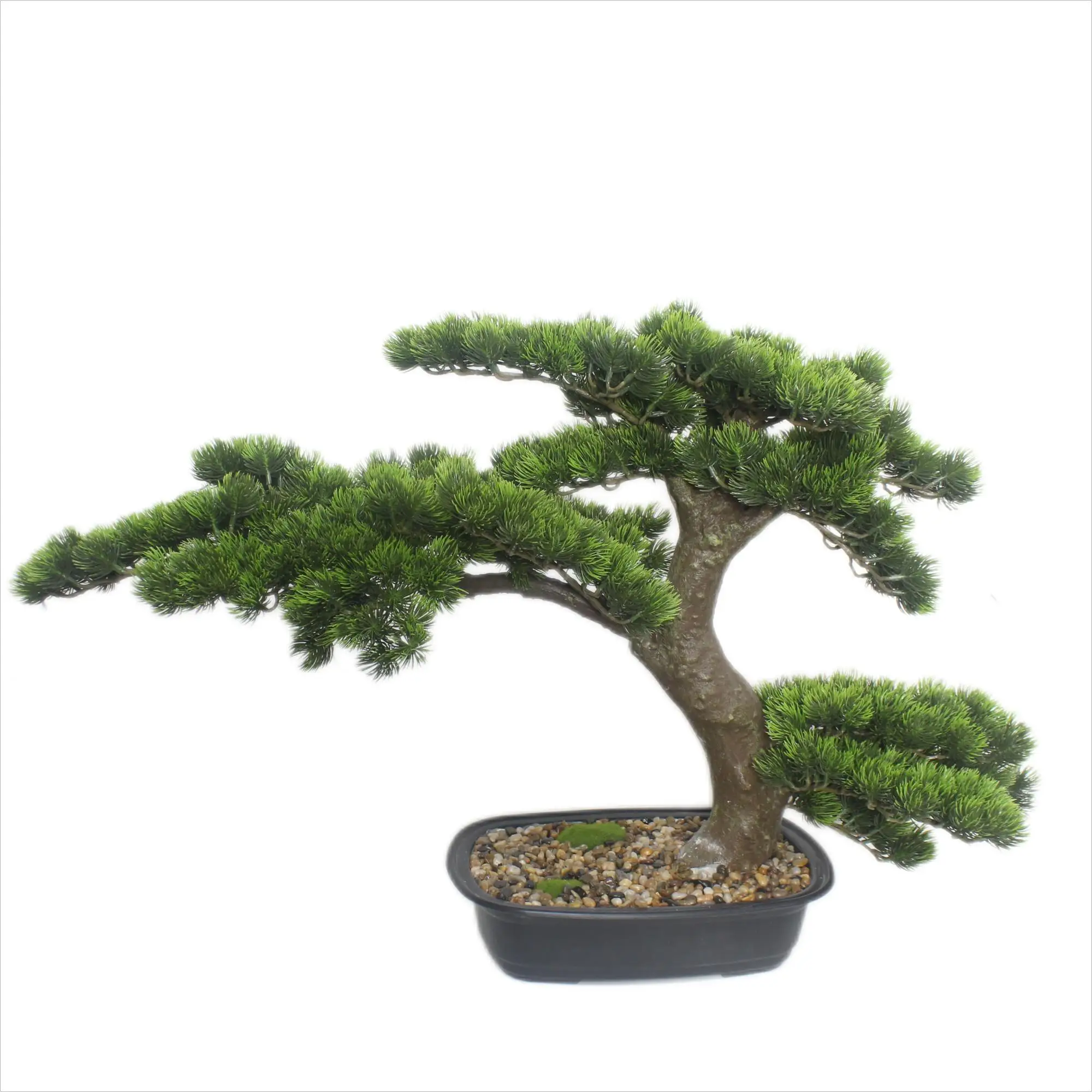 High Quality Low Cost Podocarpus Bonsai Tree For Table Decoration Natural Mini Plant For Outdoor Indoor Hotel Artificial Bonsai