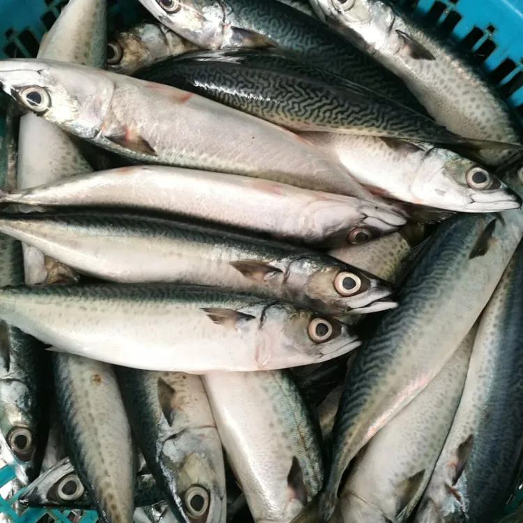 
china exporters frozen fish spanish mackerel 