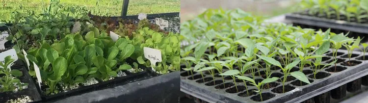 High Efficiency 400 Tray Per Hour Hot Pepper Vacuum Tray Seeder