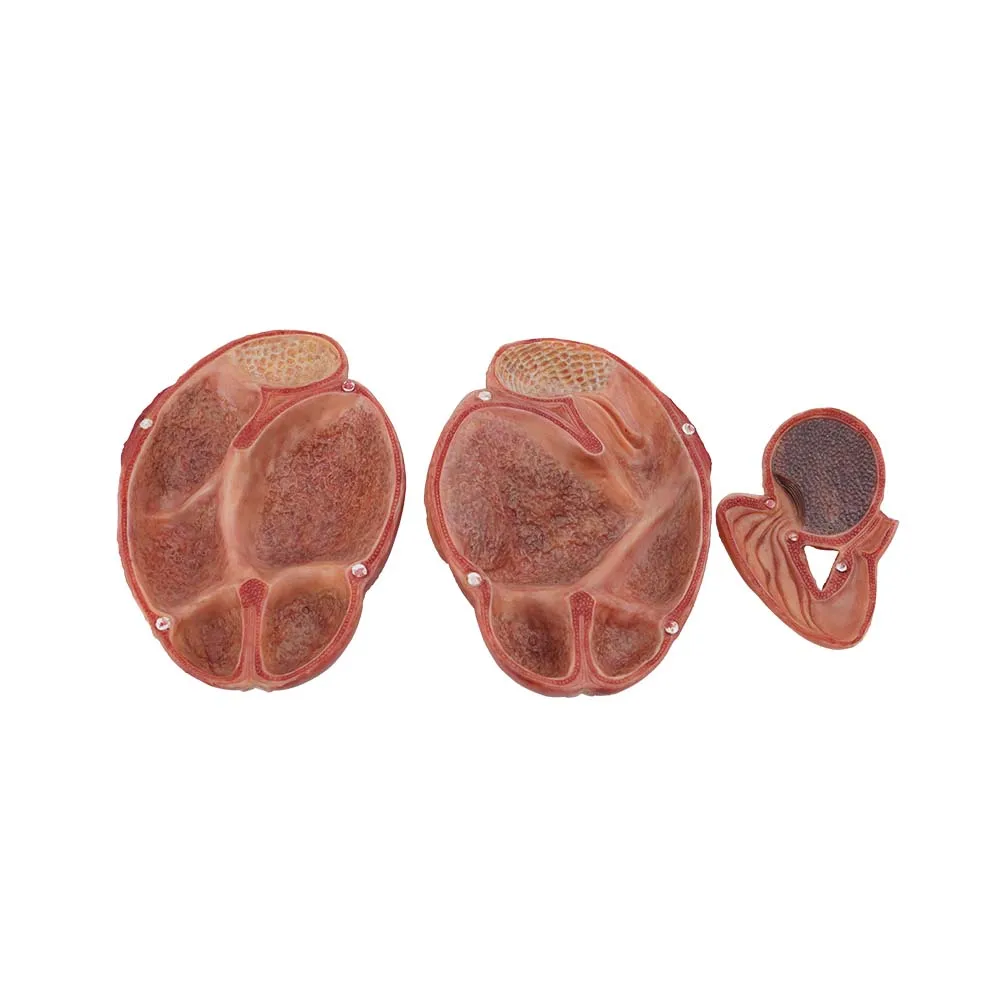 Custom Veterinary Anatomy Model Soft Simulated Stomach of Cow Model
