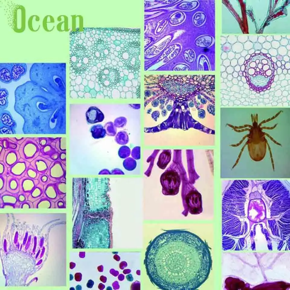 Simple squamous epithelium sec. prepared microscope slides