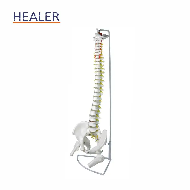 45 cm Vertebrate Model with neuro,human spine model,teaching model