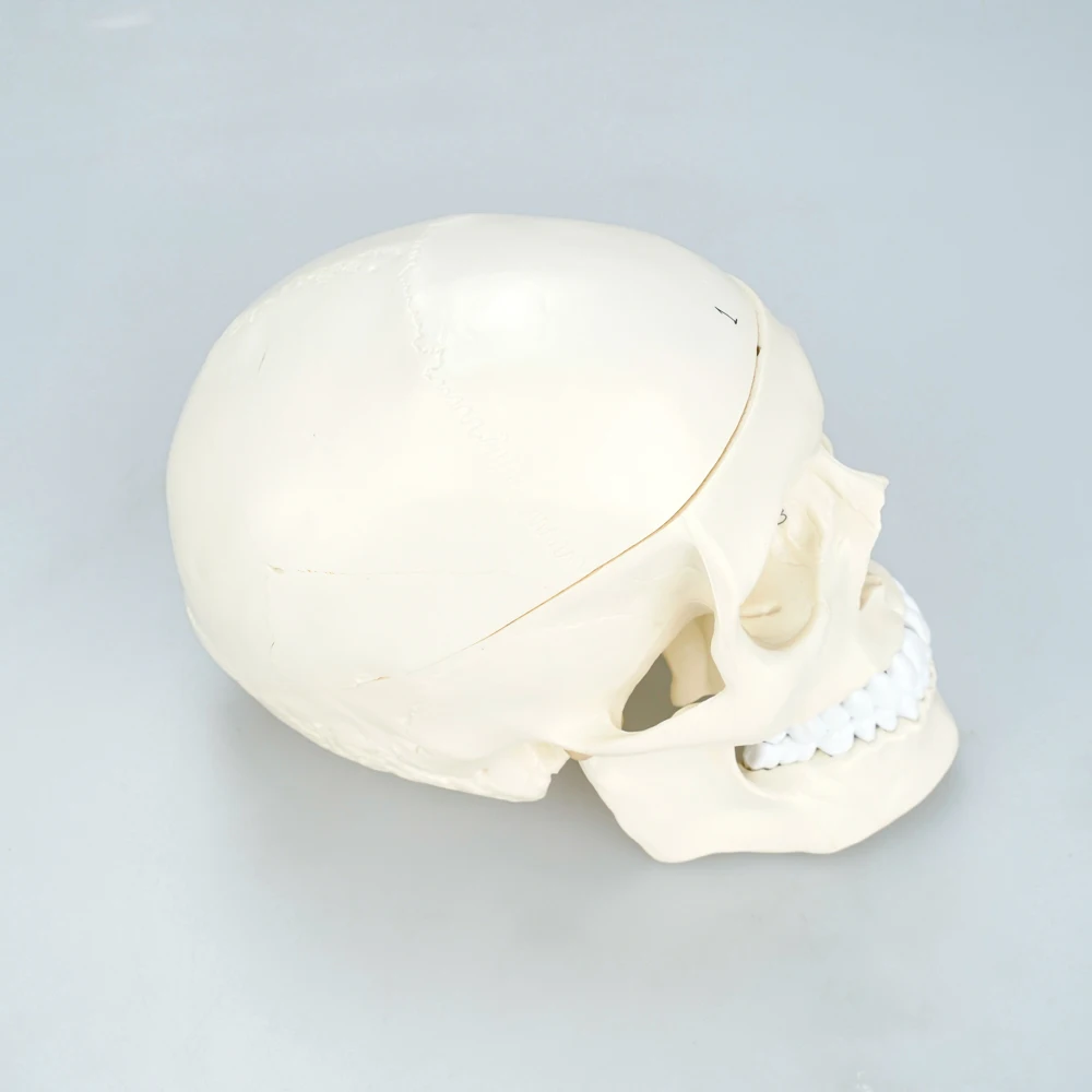 Plastic Human Mini Simulation Skull Dental Model Teaching Medical Anatomical Skull Model With Brain