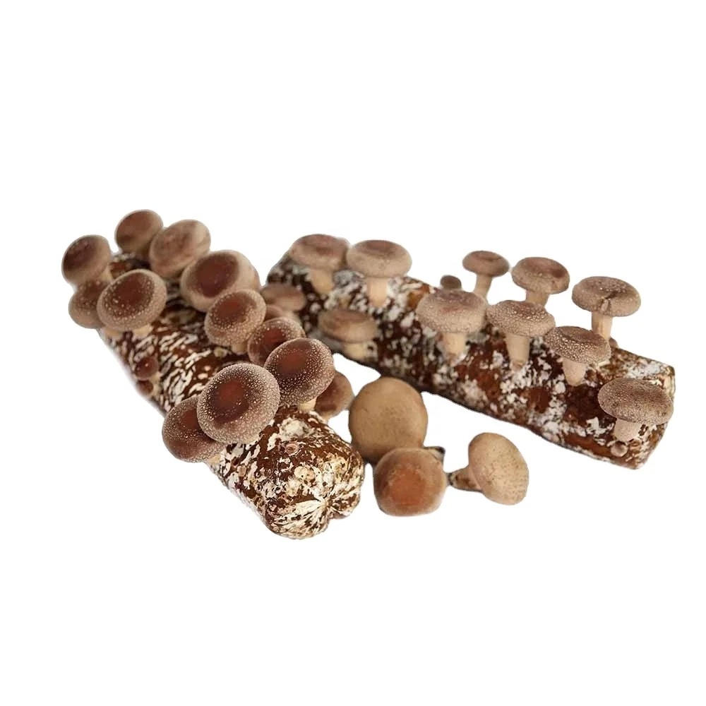 High yield best-selling bio shiitake mushroom seed supplier