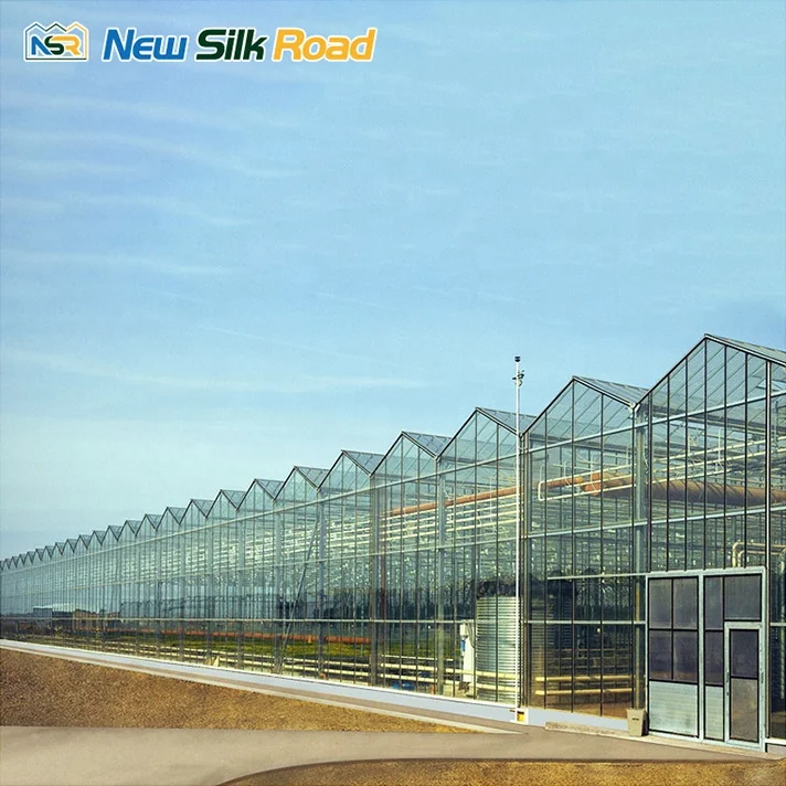NSR Greenhouse Chinese Economical Multi-span Agricultural Glass Greenhouse For rosa
