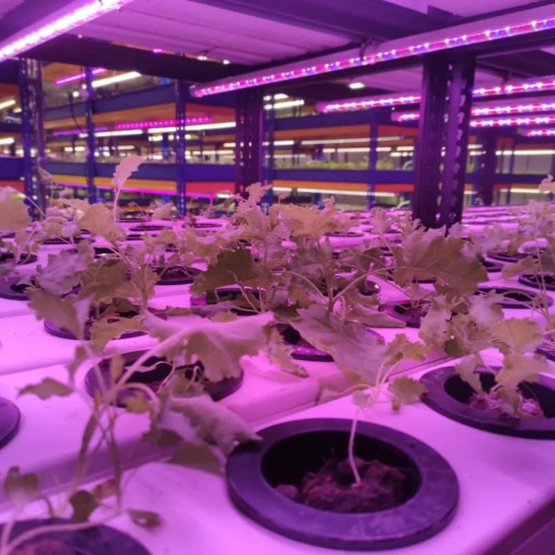 G And N Fortune Limited Pvc Pipe Plants hydroponics system nft Hydroponics Nft Pipe Accessories