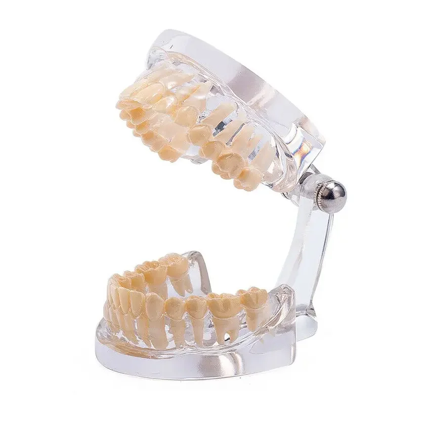 Цена по прейскуранту завода-изготовителя зубная образовательная стандартная модель зубов взрослых для продажи