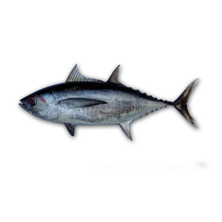 Best quality good price Malaysian Tonggol tuna for canned fish