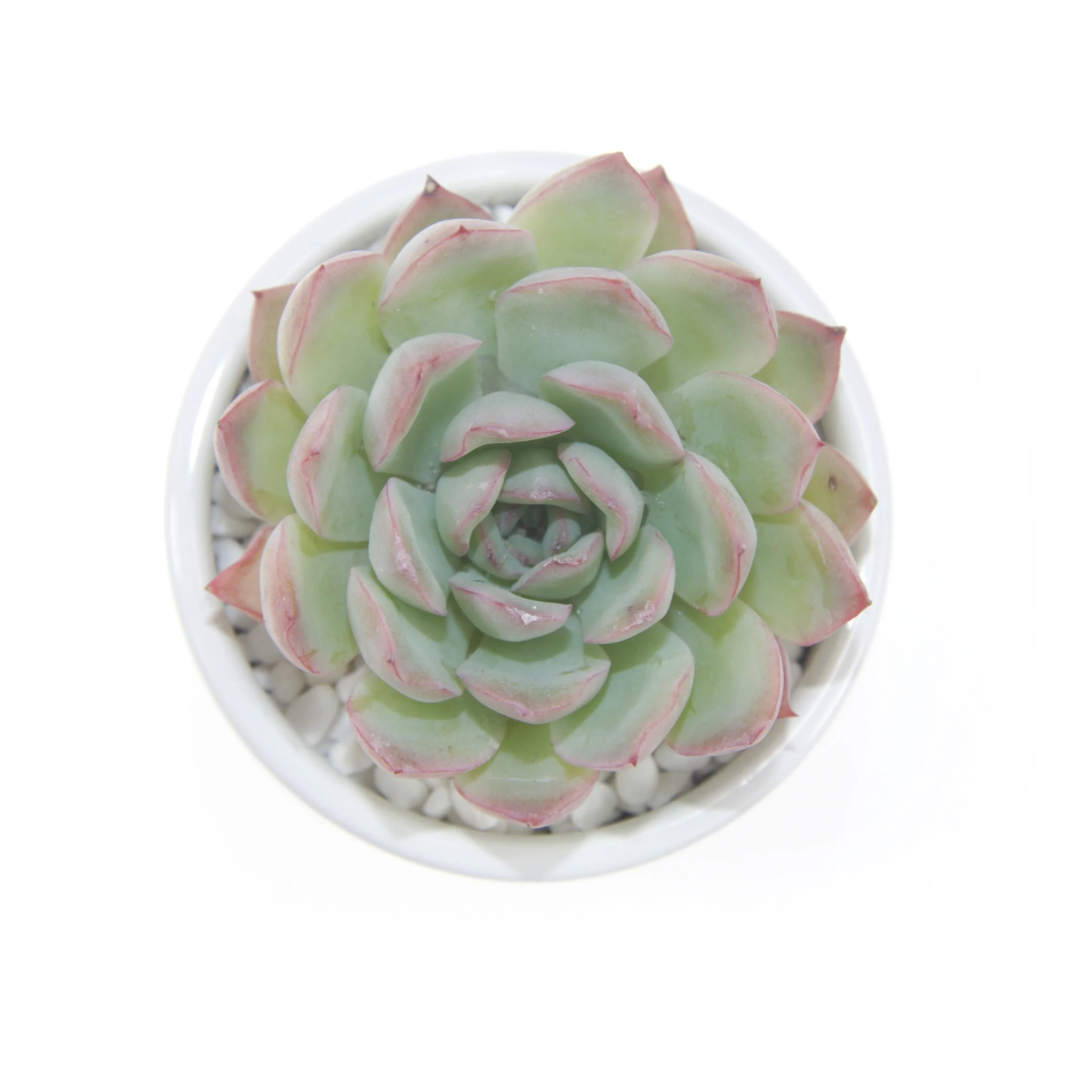 
Оптовая продажа популярных суккулентов, живое растение эчверии для дома и сада 