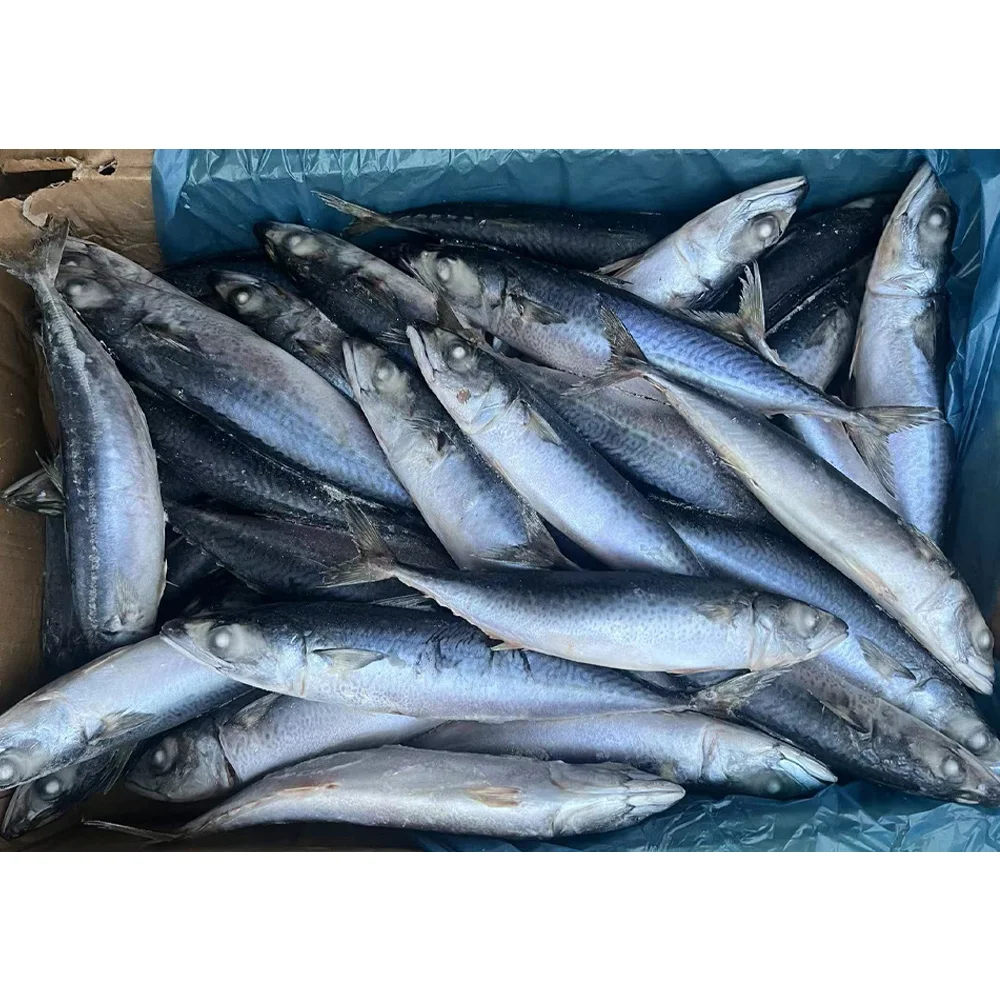 Frozen carton mackerel fish kosher frozen altlantic mackerel fish frozen pacific mackerel price